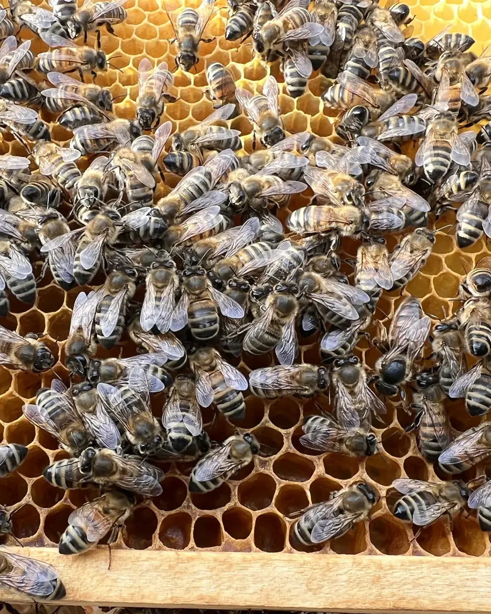Honigbienen auf einer Wabe aus dem Bildbestand unserer Imkerei