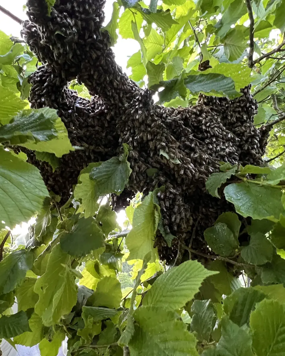 Ein Bienenschwarm hängt zwischen den Blättern eines Baumes